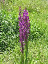 anacamptis laxiflora plant.jpg